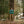 Load image into Gallery viewer, Big Rock Candy Mountaineering Alpine Jacket - Pickle
