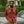 Load image into Gallery viewer, HIKING JACKET - WASHED RED
