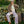 Load image into Gallery viewer, DOUBLEBACK CANVAS PANT - BERRY RIPPLE
